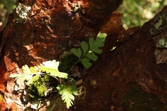 Asplenium praemorsum