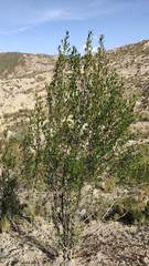 Kageneckia lanceolata