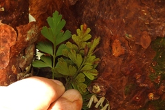 Asplenium praemorsum