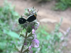 Cosmopepla conspicillaris