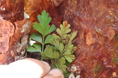 Asplenium praemorsum