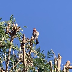 Haemorhous mexicanus