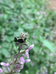 Cosmopepla conspicillaris