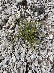 Perityle socorrosensis