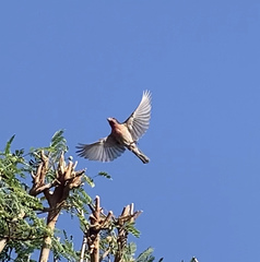 Haemorhous mexicanus