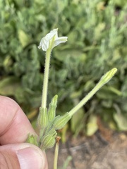 Nicotiana stocktonii