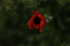 Papaver argemone