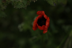 Papaver argemone