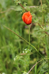 Papaver argemone