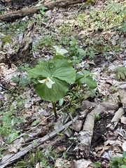 Trillium erectum