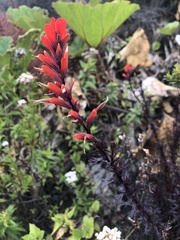 Castilleja irasuensis