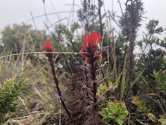 Castilleja irasuensis