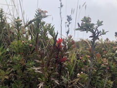 Castilleja irasuensis