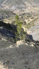 Kageneckia lanceolata