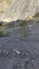 Kageneckia lanceolata