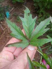 Hibiscus coccineus