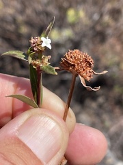 Spermacoce nesiotica