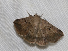 Blasticorhinus rivulosa