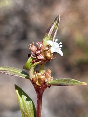 Spermacoce nesiotica