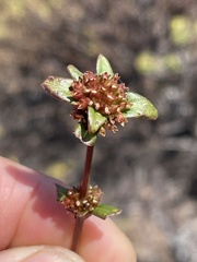 Spermacoce nesiotica