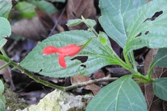 Salvia miniata