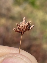 Bulbostylis nesiotica