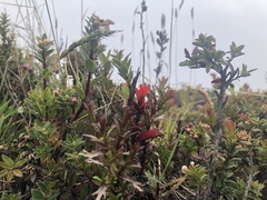 Castilleja irasuensis