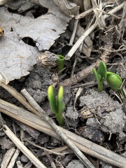 Elaeagnus angustifolia