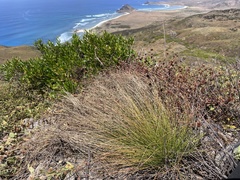 Bulbostylis nesiotica