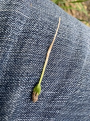 Elaeagnus angustifolia