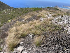 Bulbostylis nesiotica