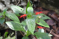 Salvia miniata