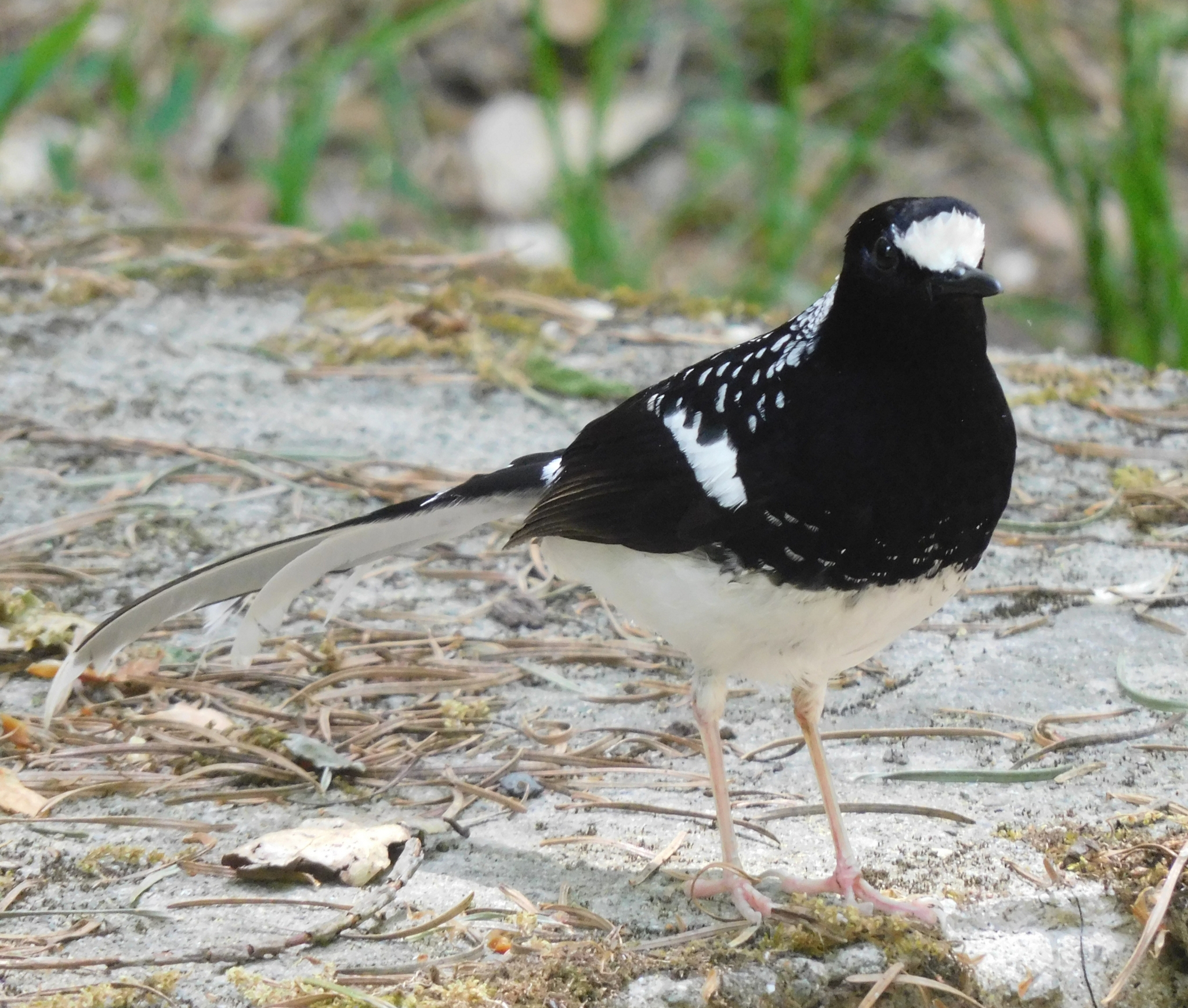 Spotted Forktail illustration