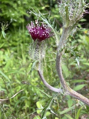 Cirsium carolinianum