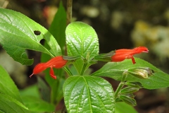 Salvia miniata