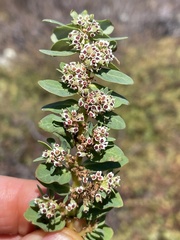 Euphorbia anthonyi