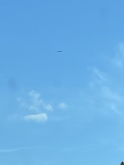 Ictinia mississippiensis