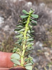 Euphorbia anthonyi