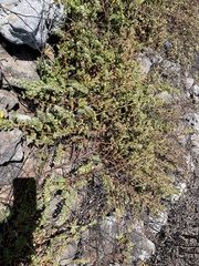 Euphorbia anthonyi