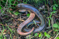 Farancia erytrogramma