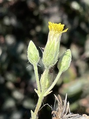 Brickellia peninsularis