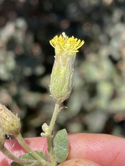 Brickellia peninsularis