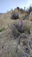 Tillandsia sphaerocephala
