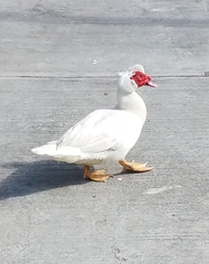 Cairina moschata domestica