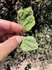 Brickellia peninsularis