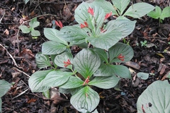 Spigelia splendens