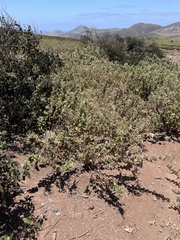 Brickellia peninsularis