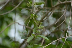 Struthanthus densiflorus