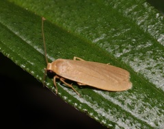 Danielithosia immaculata