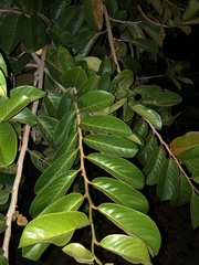 Annona crassiflora
